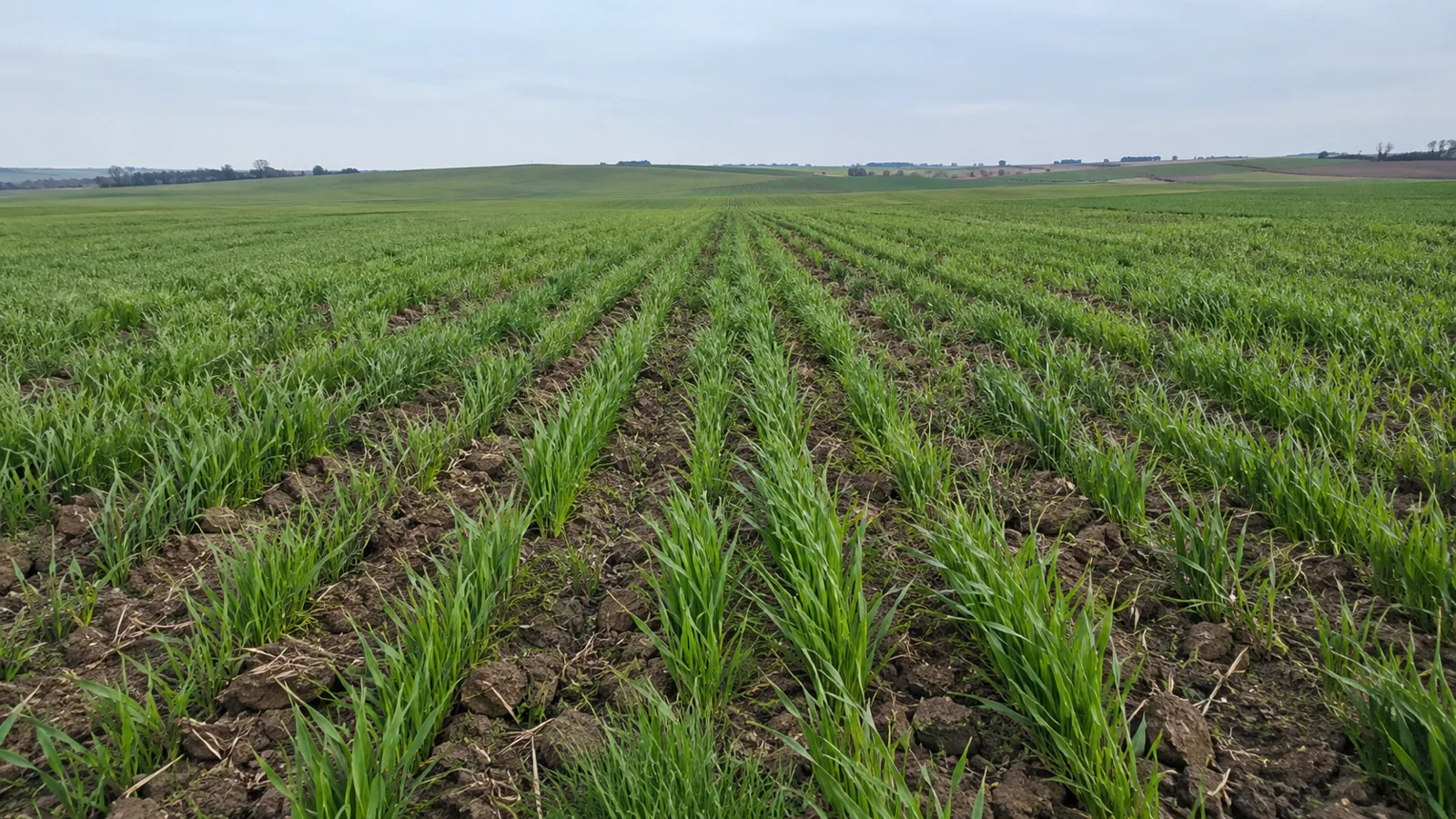 Rows of young cereal crops across a broad agricultural field